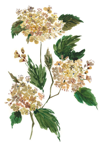 Hydrangea Art Print, detail view